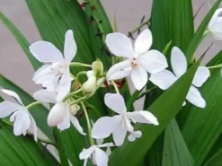 Indoor Garden Assorted Box Of Flowering Orchids 'Spathoglottis' 85mm Border Plants 16 Indoor Garden Assorted Box Of Flowering Orchids 'Spathoglottis' 85mm Border Plants