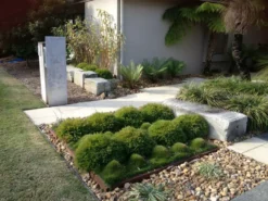 Hedge Shrubs Bambusa Pogonatherum Paniceum