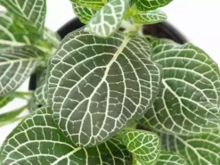 Indoor Garden Border Plants Fittonia Verschaffeltii Starlight