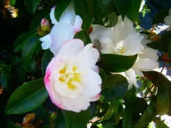 Hedge Shrubs Camellia Sasanqua 'Pure Silk' (white Flower With Pink Edge)