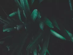 Shrubs Clivia Miniata Belgium Hybrid