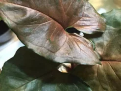 Indoor Garden Syngonium Podophyllum Bronze