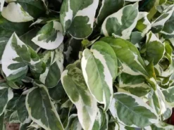Indoor Garden Epipremnum Aureum - Pothos Snow Queen 85mm