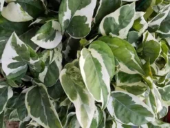 Indoor Garden Epipremnum Aureum Pothos Snow Queen 12 Indoor Garden Epipremnum Aureum Pothos Snow Queen