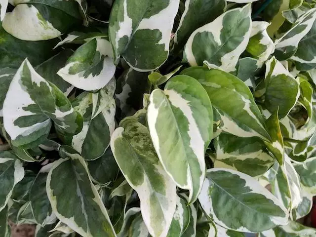 Indoor Garden Epipremnum Aureum Pothos Snow Queen 7 Indoor Garden Epipremnum Aureum Pothos Snow Queen