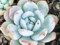 Succulents Full Sun Echeveria Monroe