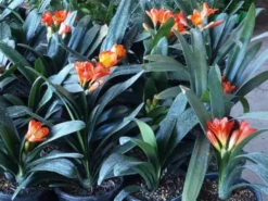 Shrubs Clivia Miniata Belgium Hybrid