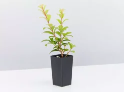 Ozbreed Straight And Narrow™ Syzygium Australe Plant Pack Hedging Plants 11 Ozbreed Straight And Narrow™ Syzygium Australe Plant Pack Hedging Plants
