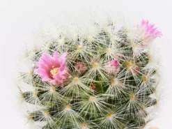 Assorted Cacti Box 🌵 Plant Packs