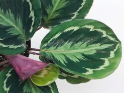 Indoor Garden Calathea Roseopicta Medallion Pet-friendly Indoor Plants 12 Indoor Garden Calathea Roseopicta Medallion Pet-friendly Indoor Plants