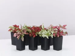 Indoor Garden Hypoestes Phyllostachya Splash Select Mix Shrubs