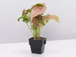 Indoor Garden Syngonium Podophyllum Red Heart 85mm Syngoniums