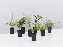 Shrubs The Coastal 🌞 Mixed Box Of Plants