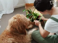 Indoor Garden Pet-Friendly Indoor Plant Pack 🐶
