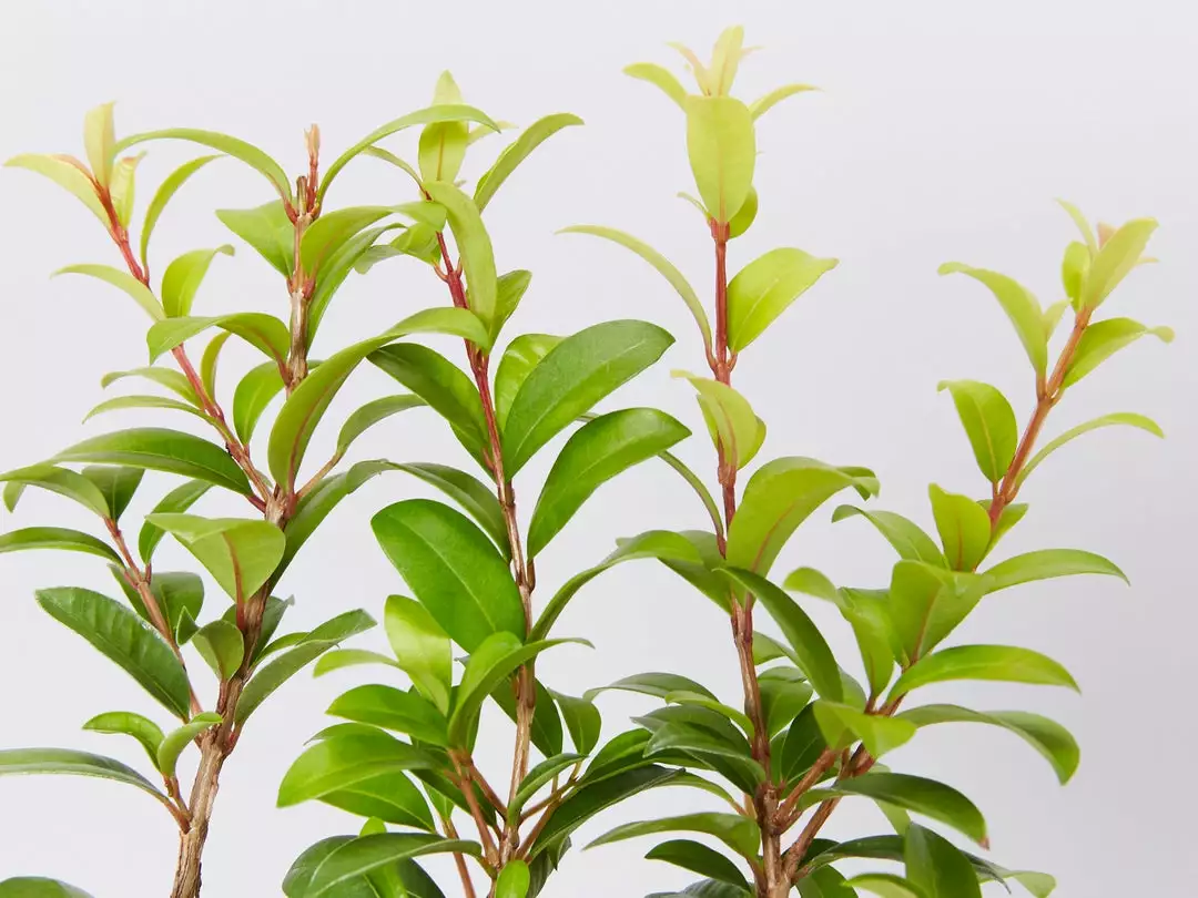 Ozbreed Straight And Narrow™ Syzygium Australe Plant Pack Hedging Plants 6 Ozbreed Straight And Narrow™ Syzygium Australe Plant Pack Hedging Plants