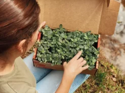 Indoor Garden Border Plants Fittonia Verschaffeltii Starlight