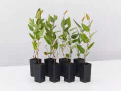 Shrubs Hardenbergia Violacea Purple Spray Full Sun