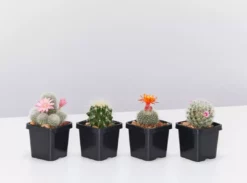 Elho Plant + Pot Multi Packs Mini Eco Gifting Pots With Cacti
