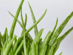 Succulents Aloe Vera Border Plants