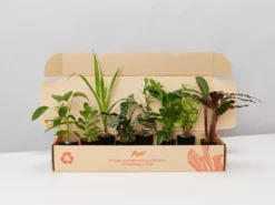 Indoor Garden Air Purifier Houseplant Pack 🌱 Air Purifying