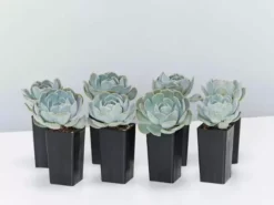 Succulents Full Sun Echeveria Secunda