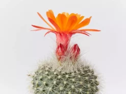 Assorted Cacti Box 🌵 Plant Packs