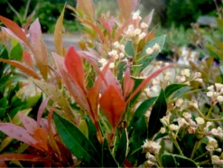 Hedge Hedging Plants Acmena Smithii Minor Hedging Pack