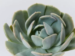 Succulents Full Sun Echeveria Secunda