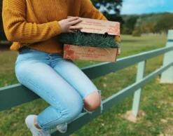 Shrubs Festuca Glauca Beyond Blue Border Plants