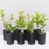 Ozbreed Straight And Narrow™ Syzygium Australe Plant Pack Hedging Plants 2 Ozbreed Straight And Narrow™ Syzygium Australe Plant Pack Hedging Plants