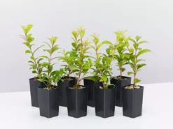 Ozbreed Straight And Narrow™ Syzygium Australe Plant Pack Hedging Plants