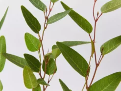 Shrubs Hardenbergia Violacea Purple Spray Full Sun