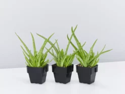 Succulents Aloe Vera Border Plants