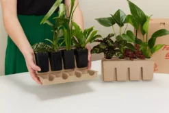 Indoor Garden Pet-friendly Indoor Plants Mr Kitly 6 Houseplants & 6 Pots - Pet-Friendly Edition 20 Indoor Garden Pet-friendly Indoor Plants Mr Kitly 6 Houseplants & 6 Pots - Pet-Friendly Edition