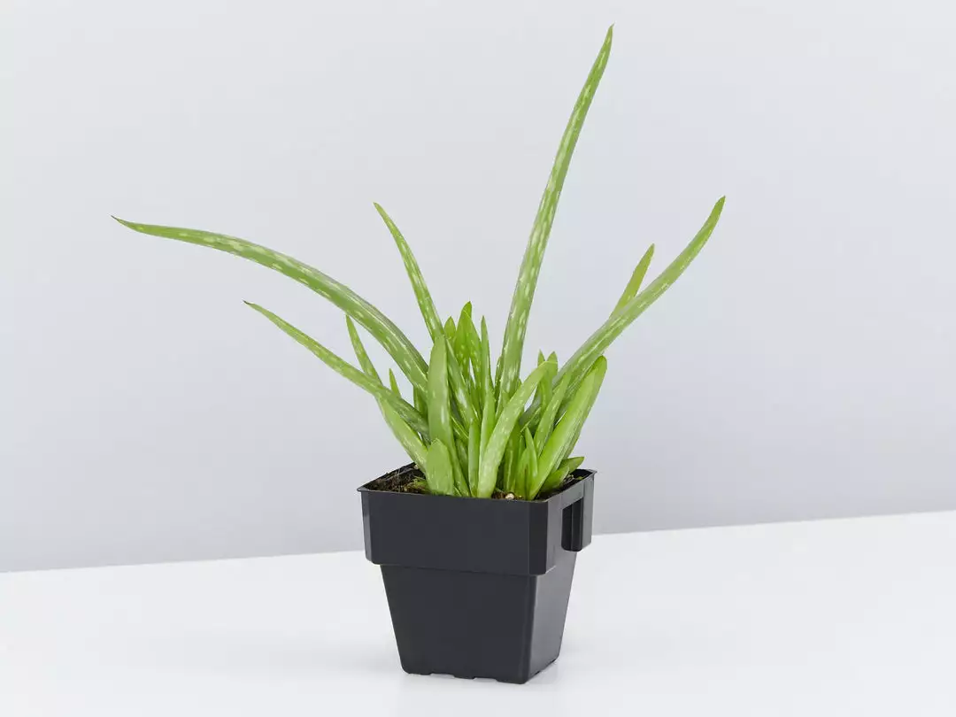 Succulents Aloe Vera Border Plants 6 Succulents Aloe Vera Border Plants