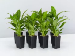 Plants In A Box Easy Care Plants Spathiphyllum Flower Bunch