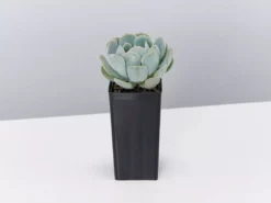 Succulents Full Sun Echeveria Secunda