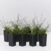 Indoor Garden Juncus Effusus Spiralis Border Plants 2 Indoor Garden Juncus Effusus Spiralis Border Plants
