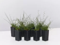 Indoor Garden Juncus Effusus Spiralis Border Plants