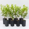 Syzygium 'Aussie Compact' Lilly Pilly Medium Hedge Pack Hedging Plants 2 Syzygium 'Aussie Compact' Lilly Pilly Medium Hedge Pack Hedging Plants