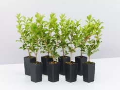 Syzygium 'Aussie Compact' Lilly Pilly Medium Hedge Pack Hedging Plants