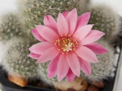 Assorted Cacti Box 🌵 Plant Packs
