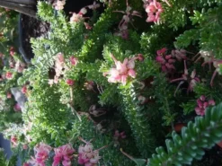 Shrubs Border Plants Grevillea Lanigera Mt Tamboritha