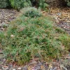 Shrubs Grevillea Carpet Layer