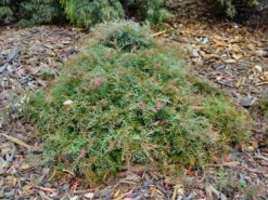 Shrubs Grevillea Carpet Layer