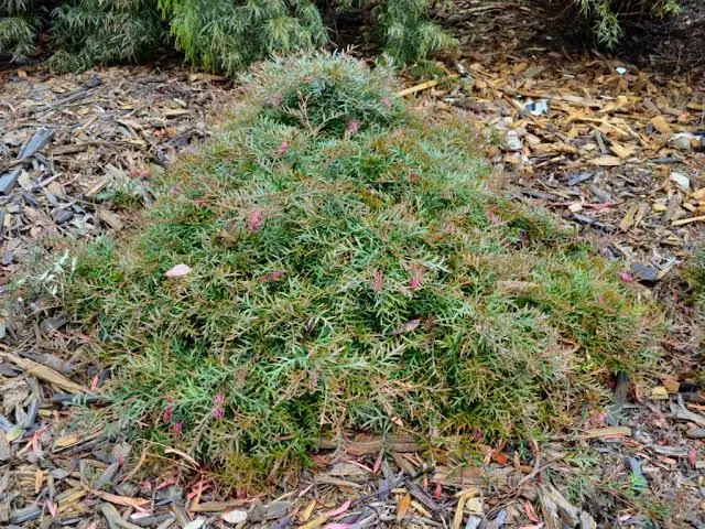 Shrubs Grevillea Carpet Layer 3 Shrubs Grevillea Carpet Layer
