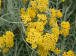 Shrubs Helichrysum Italicum Curry Plant