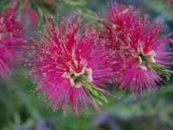 Shrubs Callistemon Mauve Mist
