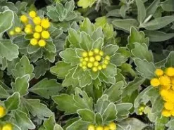 Shrubs Border Plants Chrysanthemum Silver And Gold