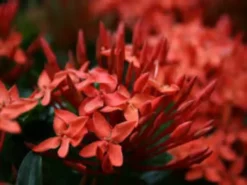 Shrubs Ixora Red Malay